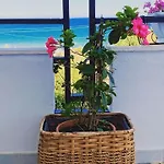 Il Mare Di Ciccio Avola